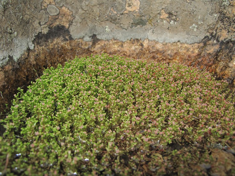 Crassula vaillantii